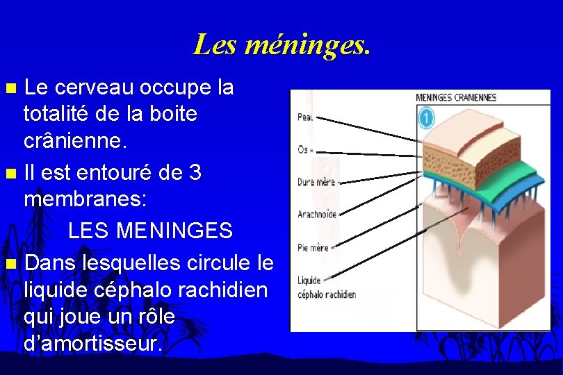 Les méninges. Le cerveau occupe la totalité de la boite crânienne. n Il est