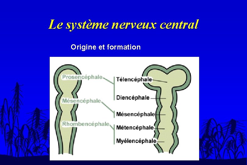 Le système nerveux central Origine et formation 