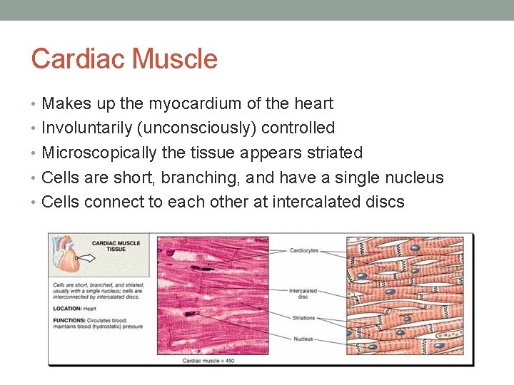 Cardiac Muscle • Makes up the myocardium of the heart • Involuntarily (unconsciously) controlled