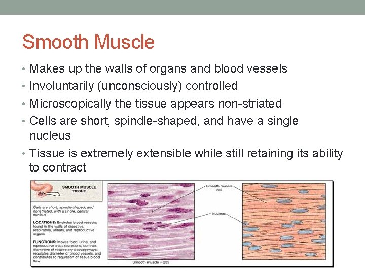 Smooth Muscle • Makes up the walls of organs and blood vessels • Involuntarily