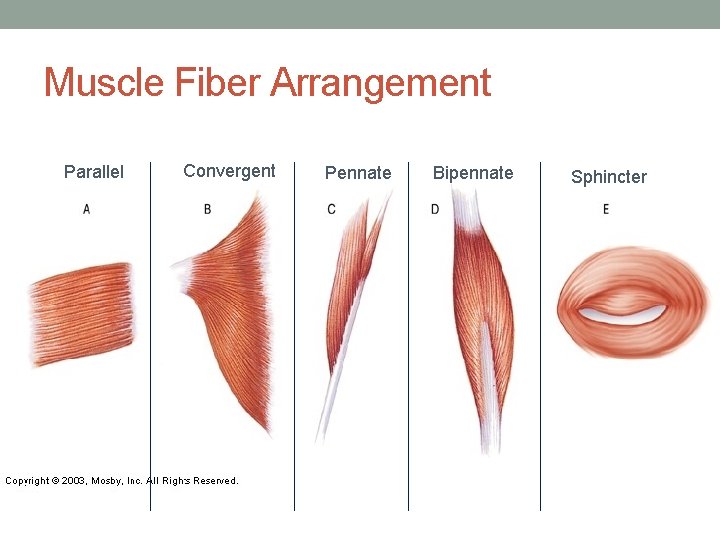 Muscle Fiber Arrangement Parallel Convergent Pennate Bipennate Sphincter 