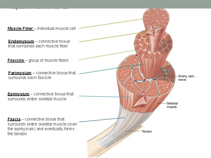 Muscle Fiber – individual muscle cell Endomysium – connective tissue that surrounds each muscle