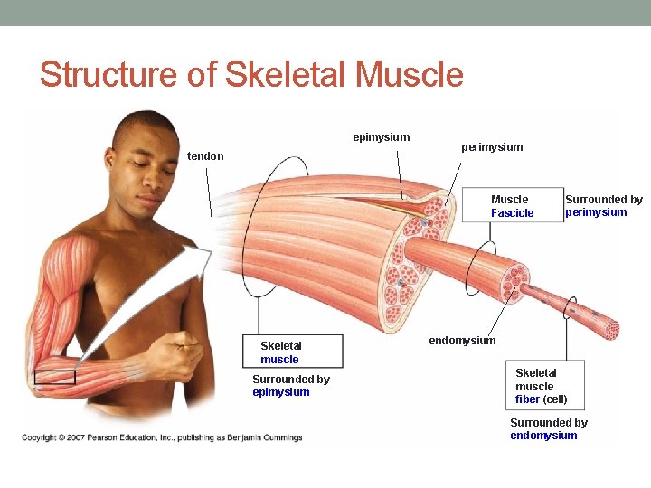 Structure of Skeletal Muscle epimysium tendon perimysium Muscle Fascicle Skeletal muscle Surrounded by epimysium