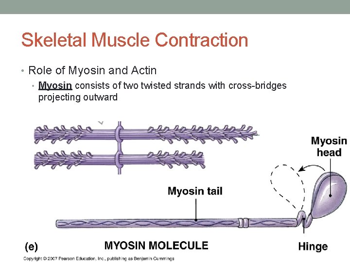 Skeletal Muscle Contraction • Role of Myosin and Actin • Myosin consists of two