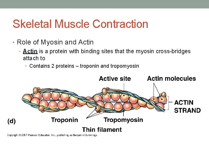 Skeletal Muscle Contraction • Role of Myosin and Actin • Actin is a protein