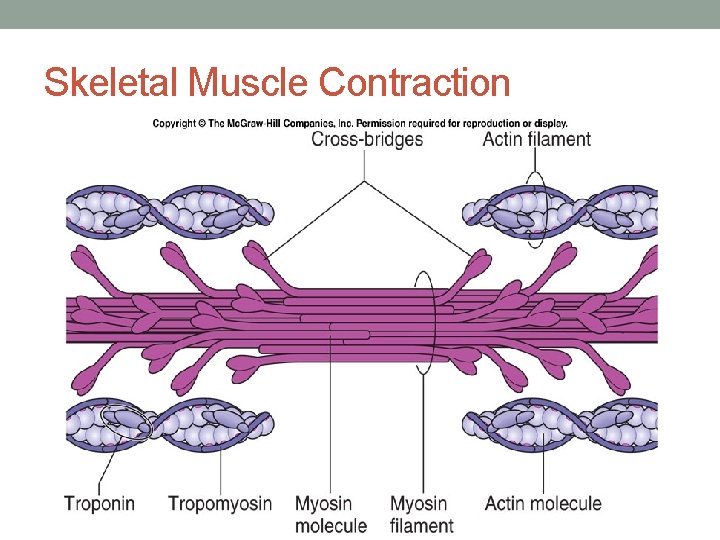 Skeletal Muscle Contraction 