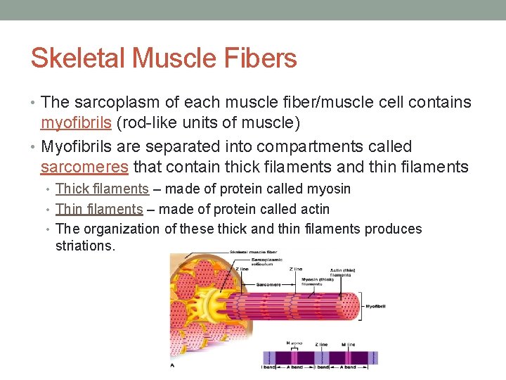 Skeletal Muscle Fibers • The sarcoplasm of each muscle fiber/muscle cell contains myofibrils (rod-like Skeletal Muscle Fibers • The sarcoplasm of each muscle fiber/muscle cell contains myofibrils (rod-like