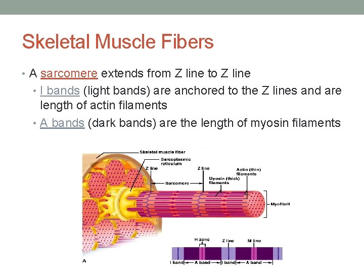 Skeletal Muscle Fibers • A sarcomere extends from Z line to Z line •