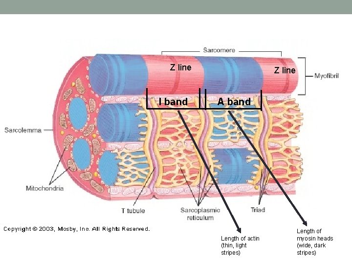 Z line I band Z line A band Length of actin (thin, light stripes)