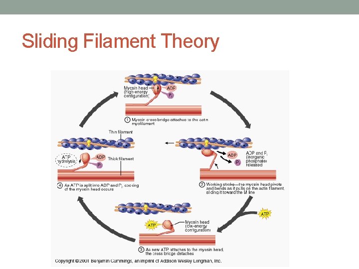 Sliding Filament Theory Sliding Filament Theory