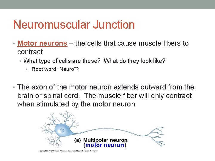 Neuromuscular Junction • Motor neurons – the cells that cause muscle fibers to contract