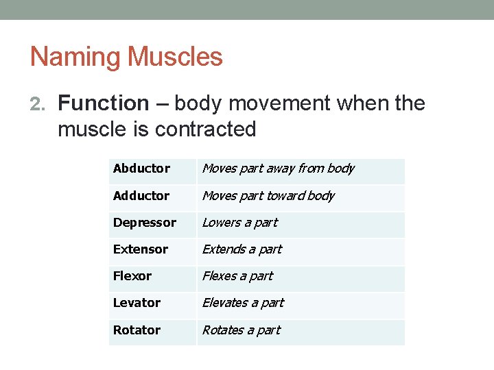 Naming Muscles 2. Function – body movement when the muscle is contracted Abductor Moves