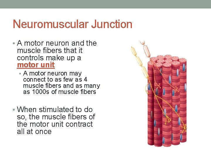 Neuromuscular Junction • A motor neuron and the muscle fibers that it controls make