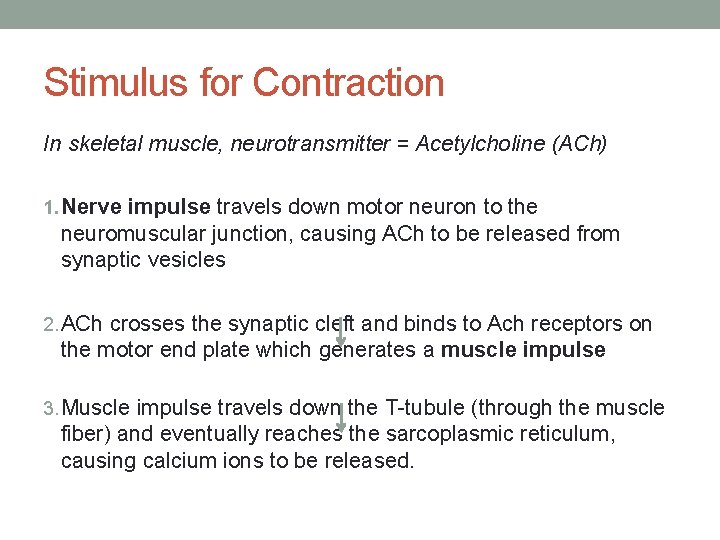 Stimulus for Contraction In skeletal muscle, neurotransmitter = Acetylcholine (ACh) 1. Nerve impulse travels