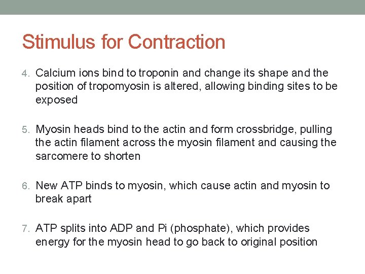 Stimulus for Contraction 4. Calcium ions bind to troponin and change its shape and Stimulus for Contraction 4. Calcium ions bind to troponin and change its shape and