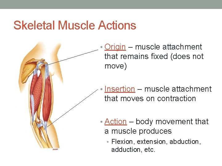 Skeletal Muscle Actions • Origin – muscle attachment that remains fixed (does not move)