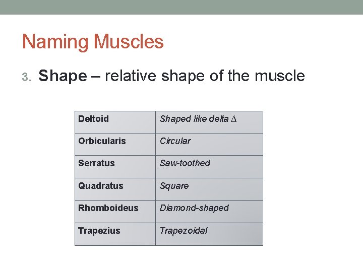 Naming Muscles 3. Shape – relative shape of the muscle Deltoid Shaped like delta