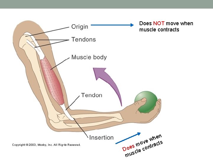 Does NOT move when muscle contracts hen w ove racts m t s Doe