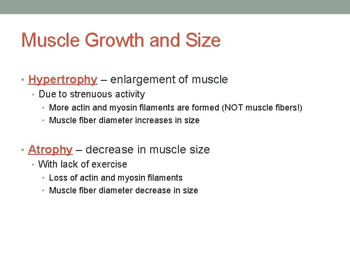 Muscle Growth and Size • Hypertrophy – enlargement of muscle • Due to strenuous