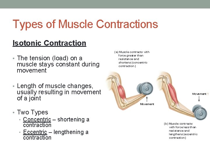 Types of Muscle Contractions Isotonic Contraction • The tension (load) on a muscle stays