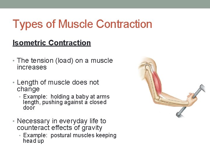 Types of Muscle Contraction Isometric Contraction • The tension (load) on a muscle increases