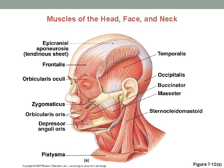 Muscles of the Head, Face, and Neck Figure 7 -12(a) 