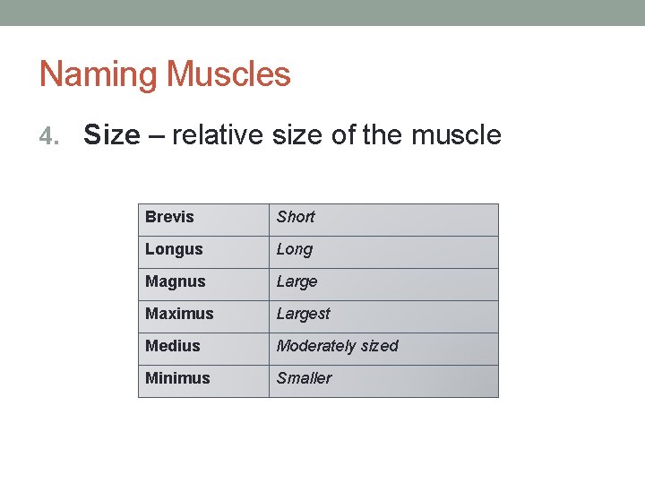 Naming Muscles 4. Size – relative size of the muscle Brevis Short Longus Long