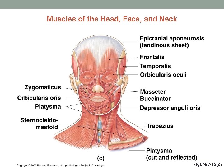 Muscles of the Head, Face, and Neck Figure 7 -12(c) 