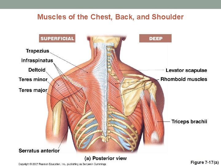 Muscles of the Chest, Back, and Shoulder Figure 7 -17(a) 