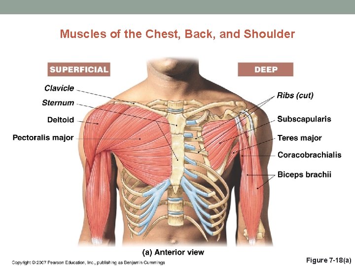 Muscles of the Chest, Back, and Shoulder Figure 7 -18(a) 