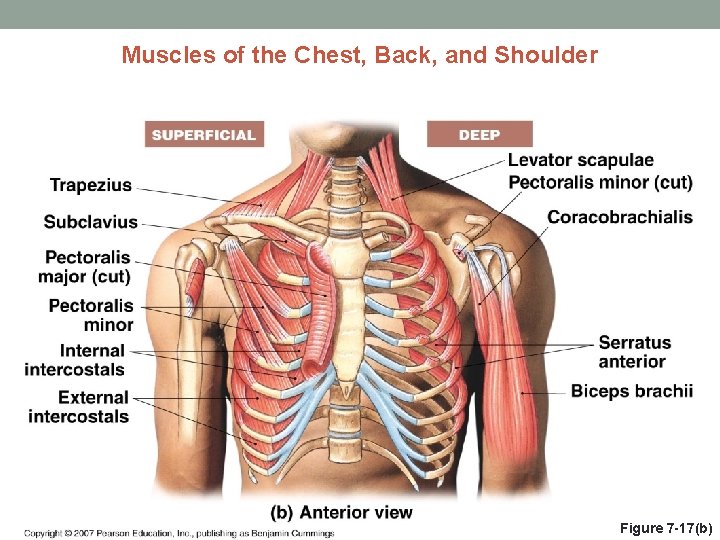 Muscles of the Chest, Back, and Shoulder Figure 7 -17(b) 