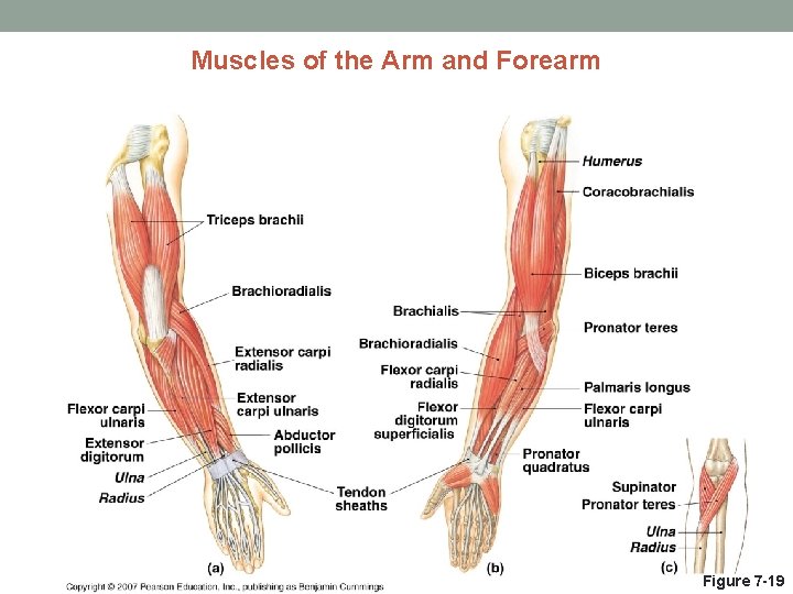 Muscles of the Arm and Forearm Figure 7 -19 Muscles of the Arm and Forearm Figure 7 -19