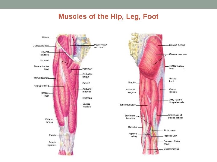 Muscles of the Hip, Leg, Foot 