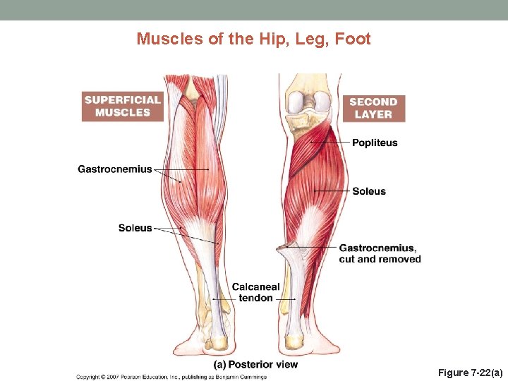 Muscles of the Hip, Leg, Foot Figure 7 -22(a) 