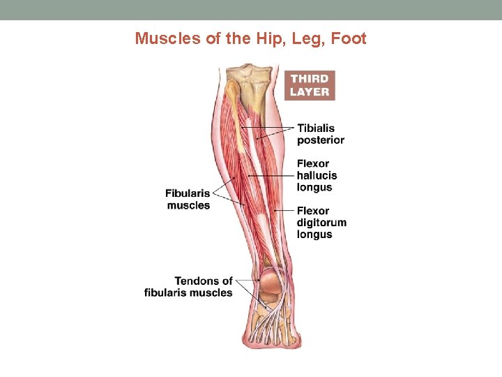 Muscles of the Hip, Leg, Foot Figure 7 -22(b) 