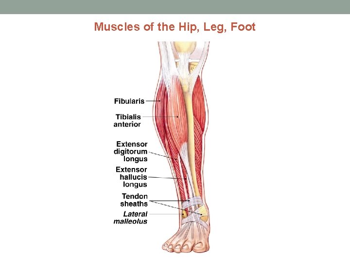 Muscles of the Hip, Leg, Foot 