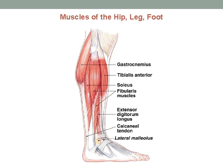 Muscles of the Hip, Leg, Foot 