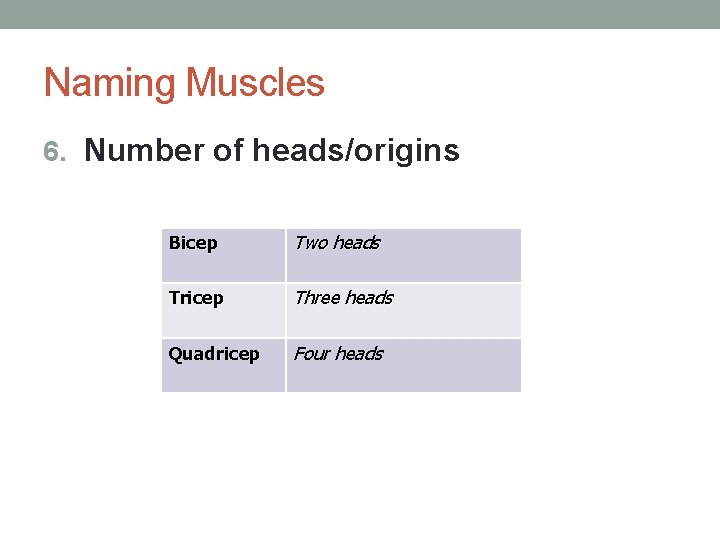 Naming Muscles 6. Number of heads/origins Bicep Two heads Tricep Three heads Quadricep Four