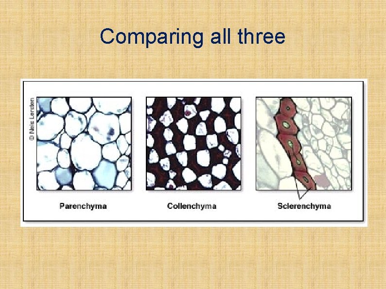 Comparing all three 