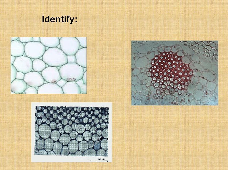 Identify: 