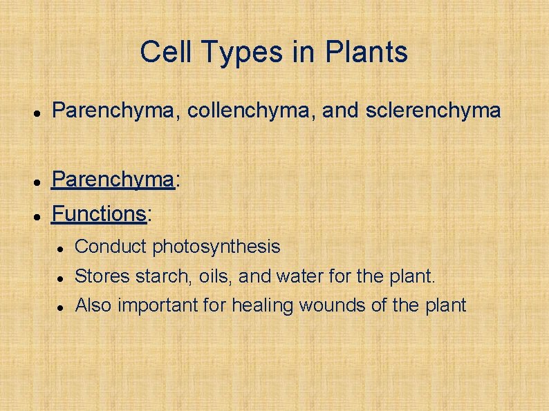 Cell Types in Plants Parenchyma, collenchyma, and sclerenchyma Parenchyma: Functions: Conduct photosynthesis Stores starch,