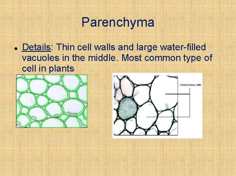 Parenchyma Details: Thin cell walls and large water-filled vacuoles in the middle. Most common
