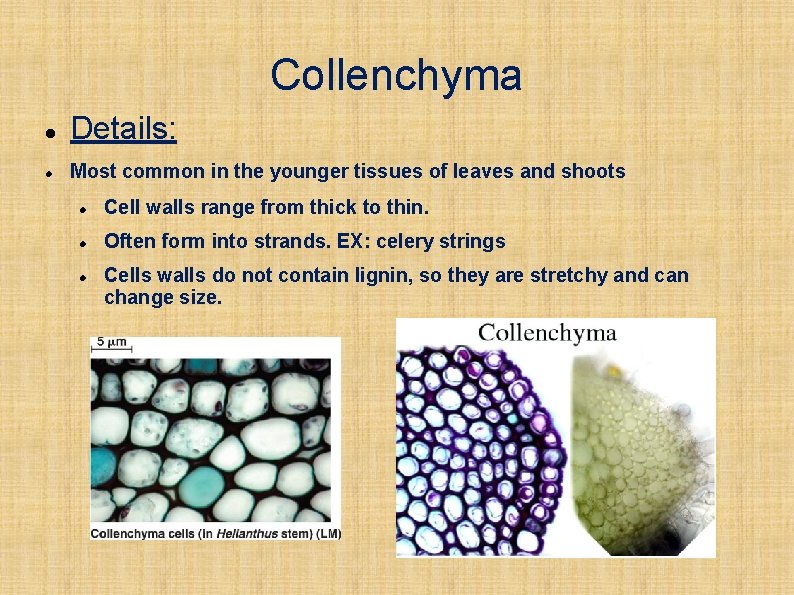 Collenchyma Details: Most common in the younger tissues of leaves and shoots Cell walls