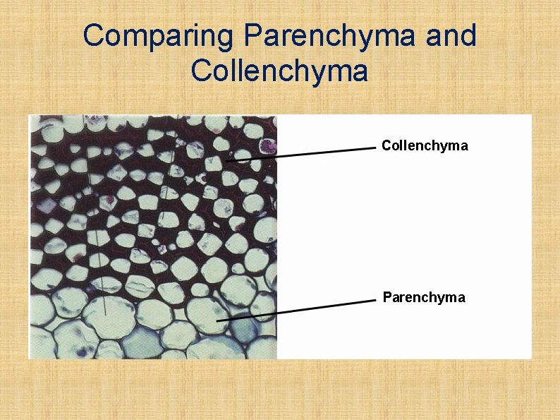 Comparing Parenchyma and Collenchyma 