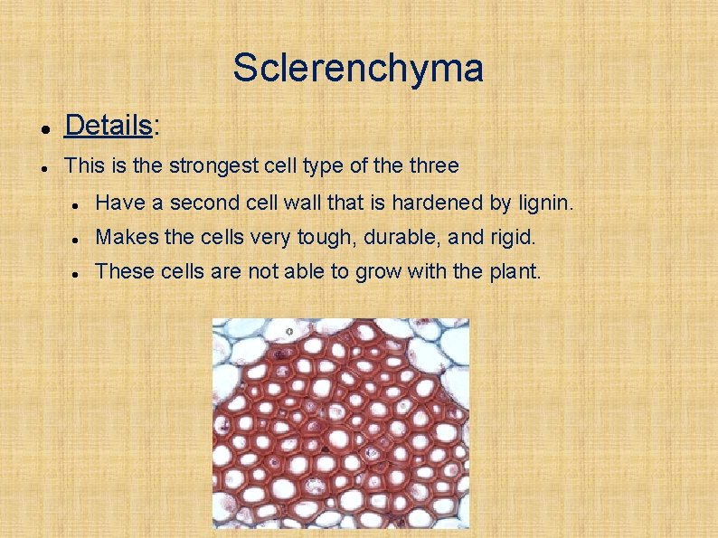 Sclerenchyma Details: This is the strongest cell type of the three Have a second