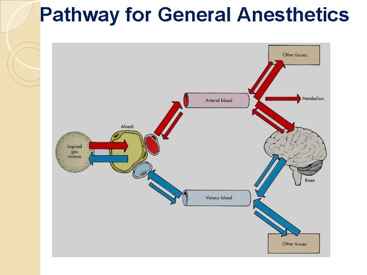 Pathway for General Anesthetics 