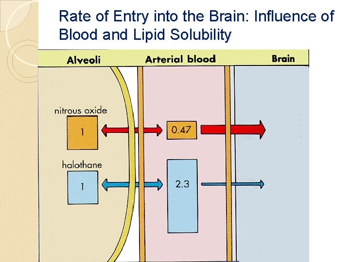 Rate of Entry into the Brain: Influence of Blood and Lipid Solubility 