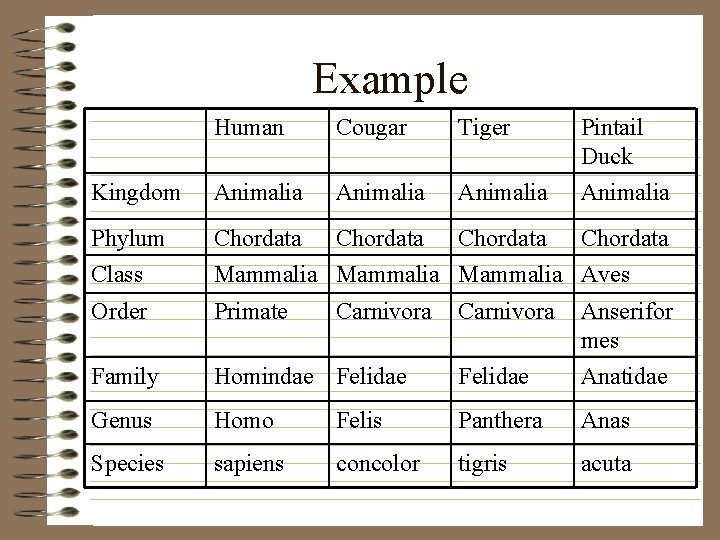 Example Human Cougar Tiger Pintail Duck Kingdom Animalia Phylum Chordata Class Mammalia Aves Order