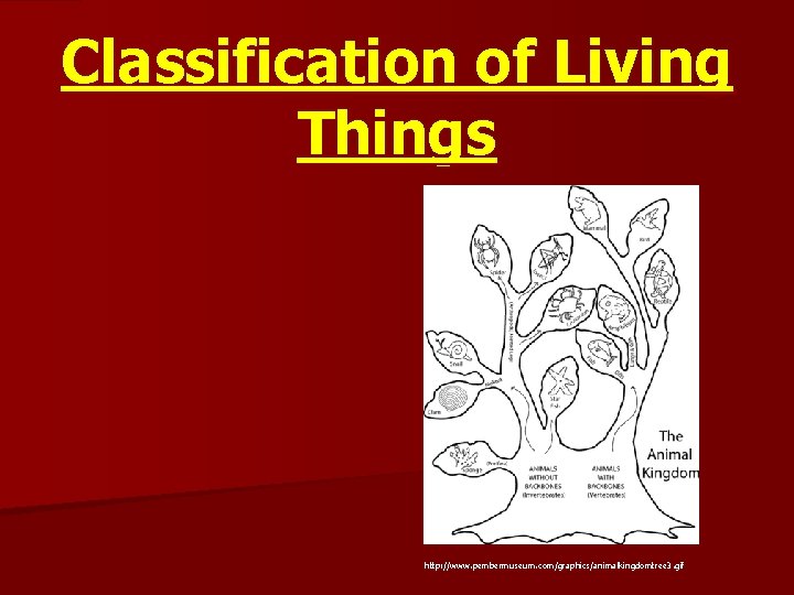 Classification of Living Things http: //www. pembermuseum. com/graphics/animalkingdomtree 3. gif 