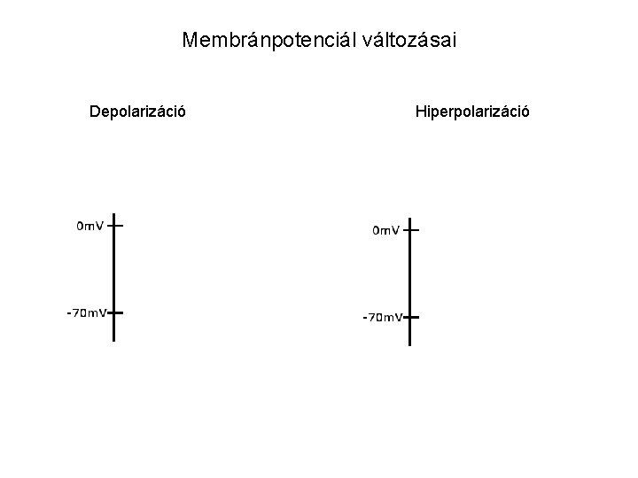 Membránpotenciál változásai Depolarizáció Hiperpolarizáció 